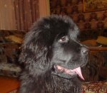 Превью фото № 53030