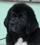 Превью фото № 53176