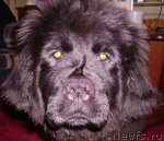 Превью фото № 53308