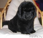 Превью фото № 53311