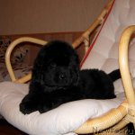 Превью фото № 53314