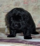 Превью фото № 53483