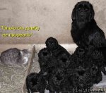 Превью фото № 53597