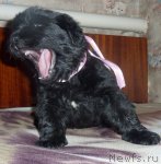 Превью фото № 53662