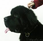 Превью фото № 53967