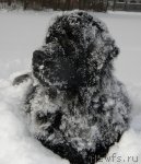 Превью фото № 53998