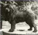 Превью фото № 540