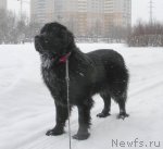 Превью фото № 54001