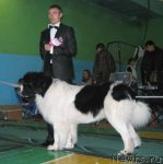 Превью фото № 54049