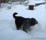 Превью фото № 54071