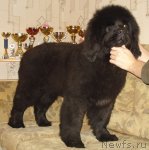 Превью фото № 54201