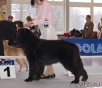 Превью фото № 54211