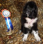 Превью фото № 54217