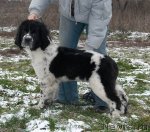 Превью фото № 54419