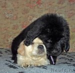 Превью фото № 54471