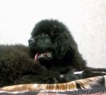 Превью фото № 54514