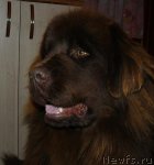 Превью фото № 54602