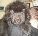 Превью фото № 54637