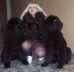 Превью фото № 54810