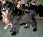 Превью фото № 54954