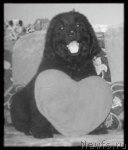 Превью фото № 55251