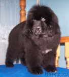 Превью фото № 55347