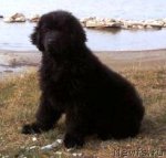 Превью фото № 55408