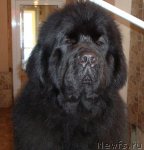 Превью фото № 55416