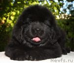 Превью фото № 55838