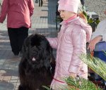 Превью фото № 55970