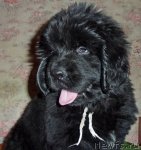 Превью фото № 56000