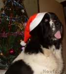 Превью фото № 56003