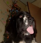 Превью фото № 56004