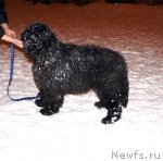 Превью фото № 56290