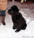 Превью фото № 56301