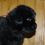 Превью фото № 56537