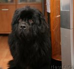 Превью фото № 56697