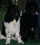 Превью фото № 57045