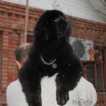 Превью фото № 57048