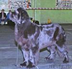 Превью фото № 571