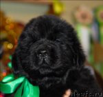 Превью фото № 57338