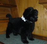 Превью фото № 57478