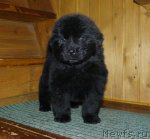 Превью фото № 57482