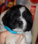 Превью фото № 57684