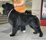 Превью фото № 57862