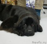 Превью фото № 57945