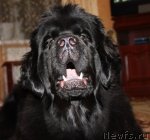 Превью фото № 58045