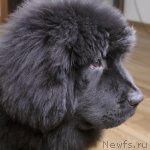 Превью фото № 58058