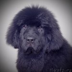 Превью фото № 58064