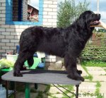 Превью фото № 58079